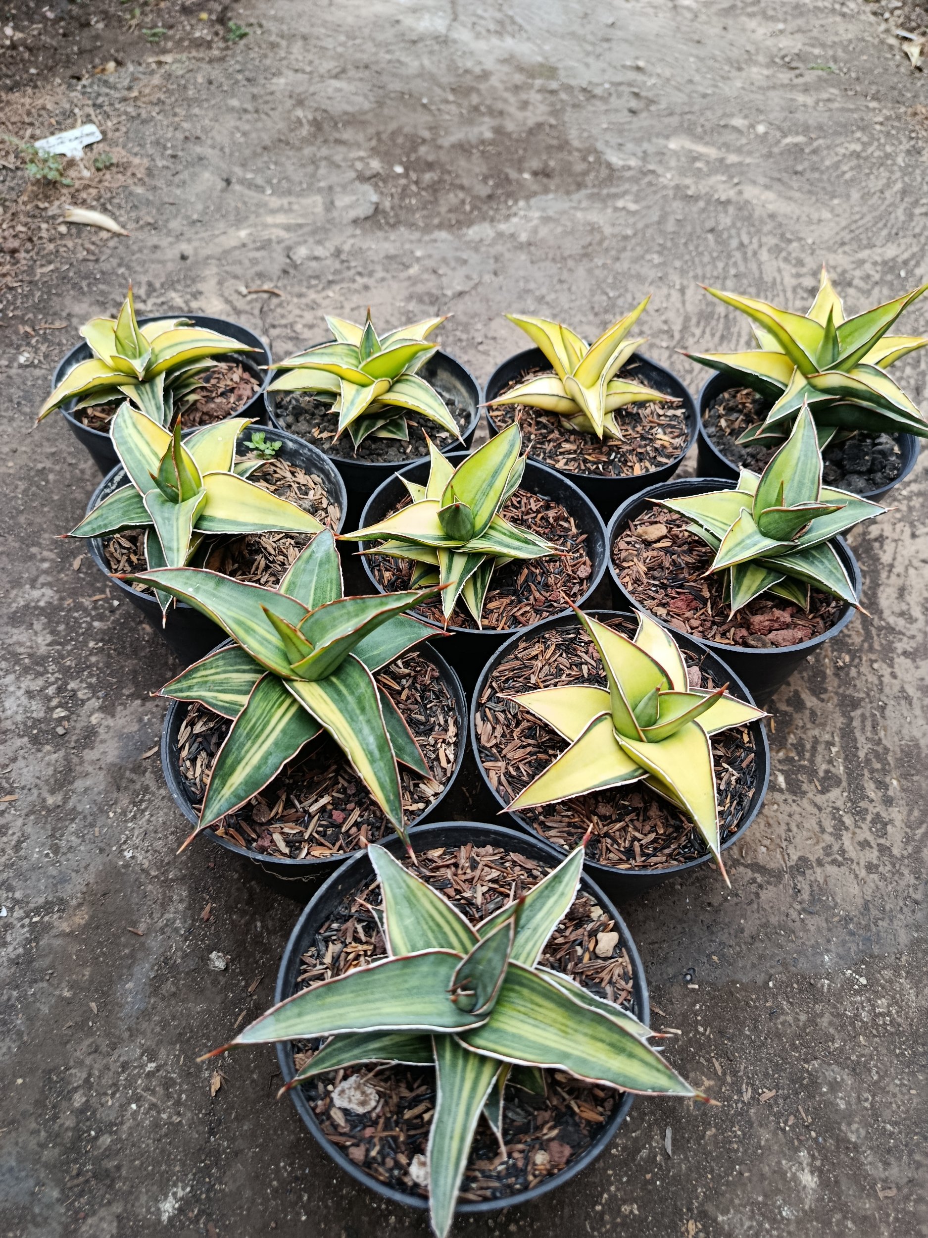 2007. Sansevieria Lavranos Variegated size 10 cm - Image 2