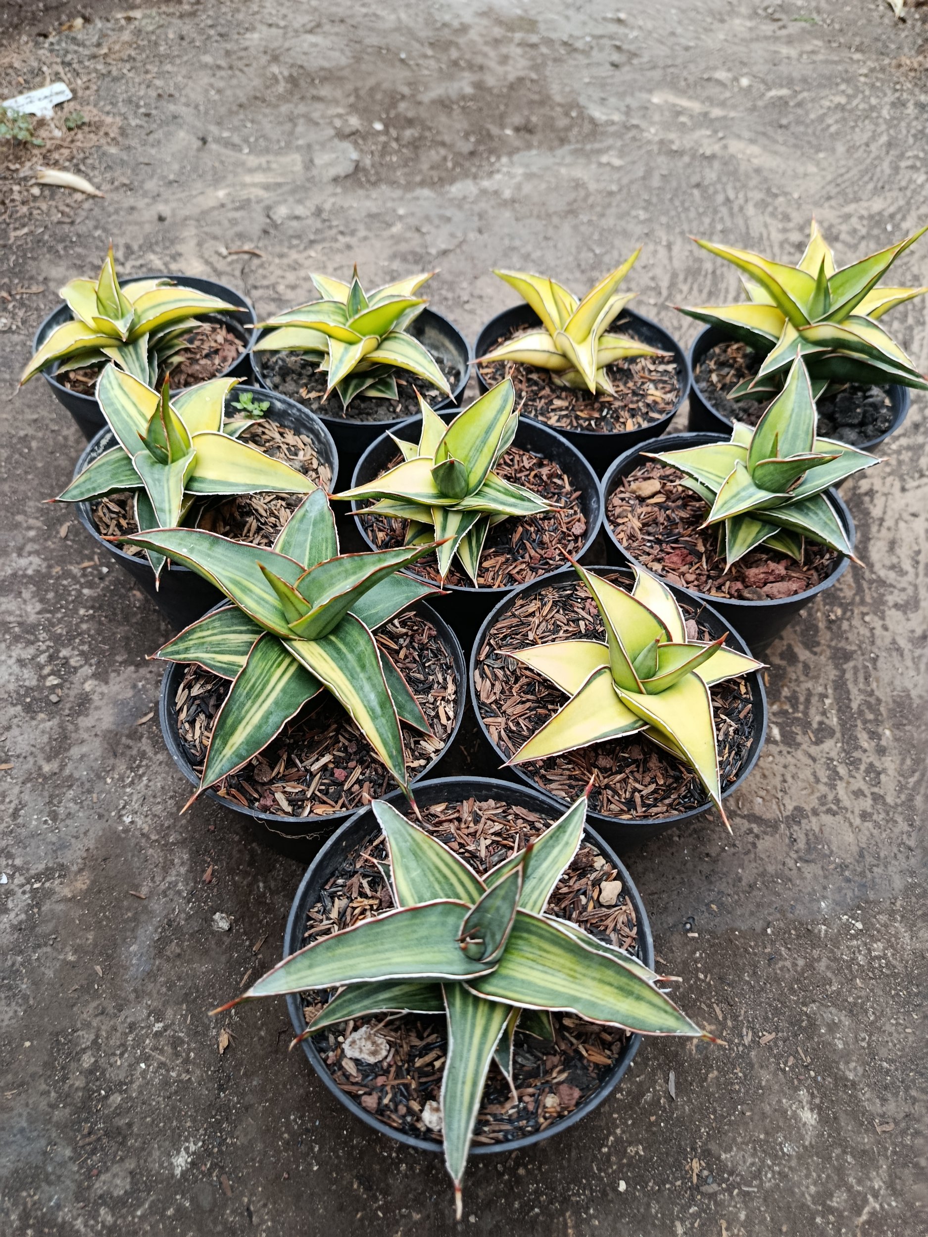2007. Sansevieria Lavranos Variegated size 10 cm - Image 5