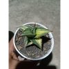 1887. Sansevieria Lavranos Variegated Size 8 Cm