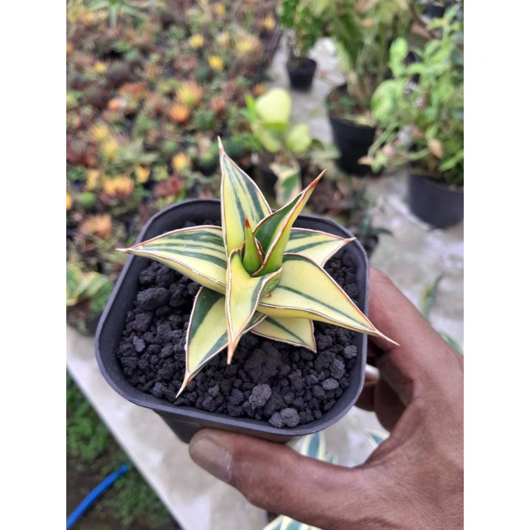 1784. Sansevieria Lavranos White Var