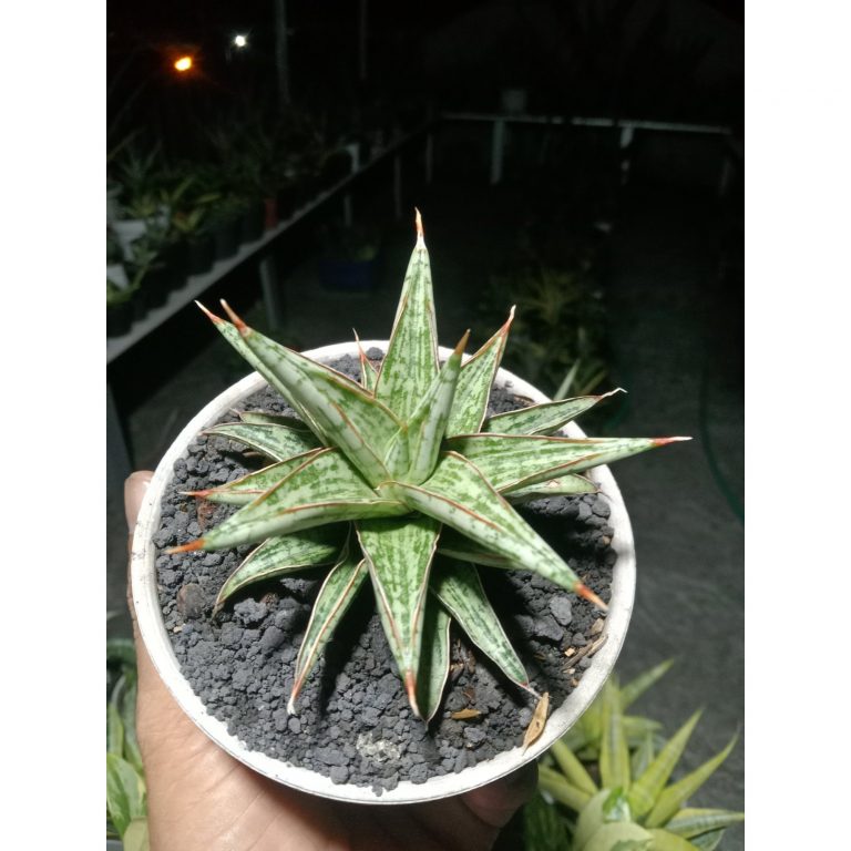 2097. Sansevieria Lawang Size 10 Cm