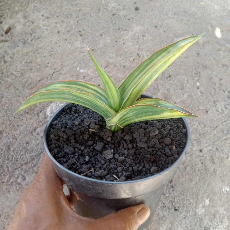1982. Sansevieria Laylia Variegated