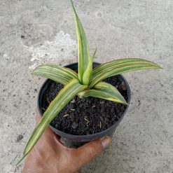 1982. Sansevieria Laylia Variegated