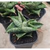 2014. Sansevieria Live Hearts