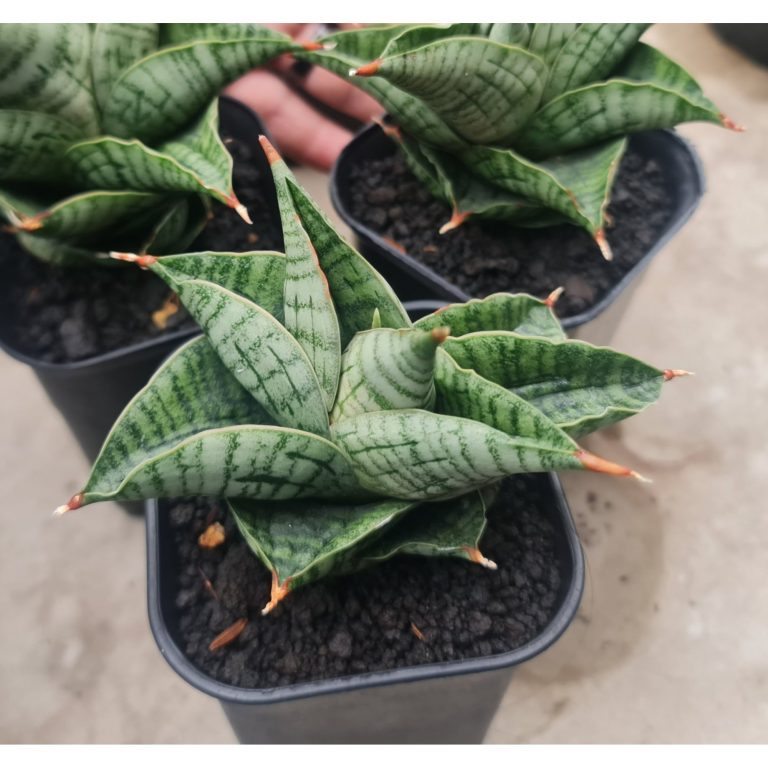 2014. Sansevieria Live Hearts