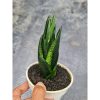 1564. Sansevieria Loops Pride Tower