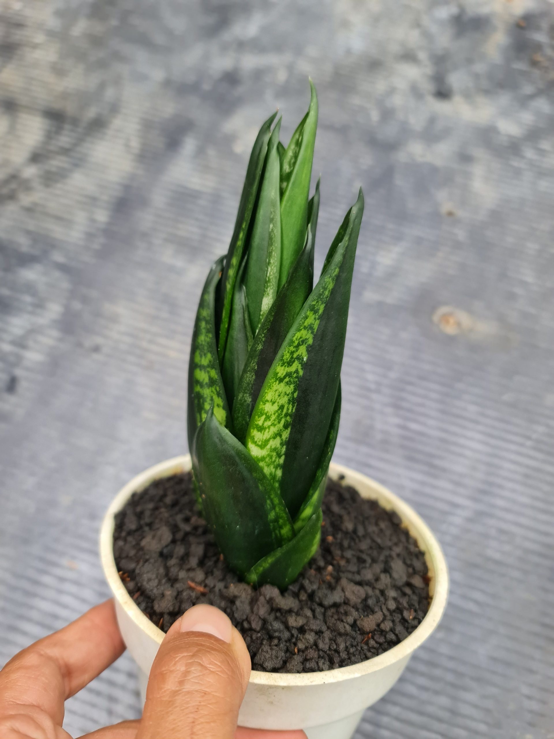 1564. Sansevieria Loops Pride Tower - Image 2