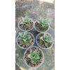 2162. Sansevieria Lotus 5 Pcs