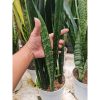 1562. Sansevieria Lourentii Abrorianspot