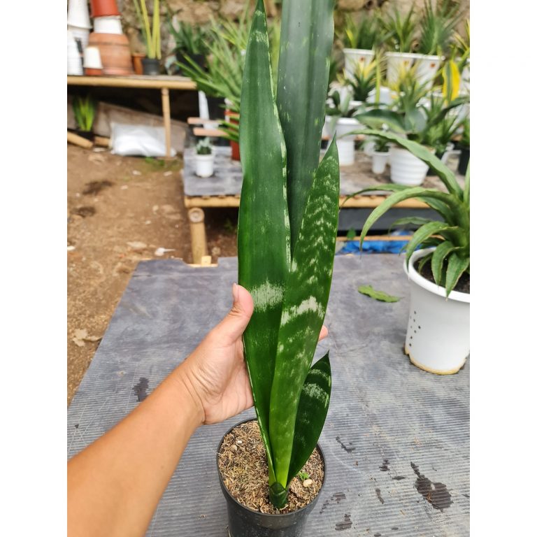1560. Sansevieria Lourentii Banded Nelsonii