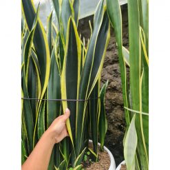 1567. Sansevieria Lourentii Compacta