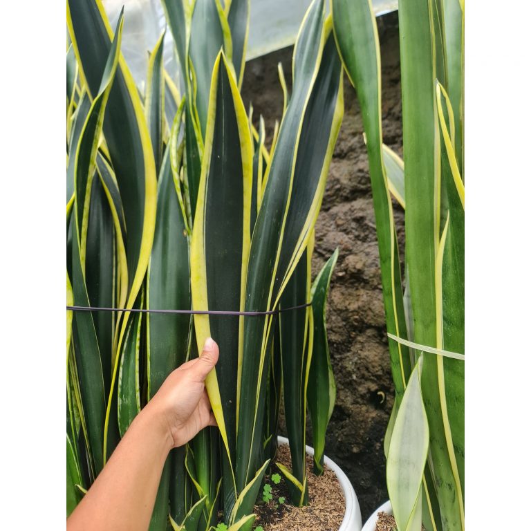 1567. Sansevieria Lourentii Compacta