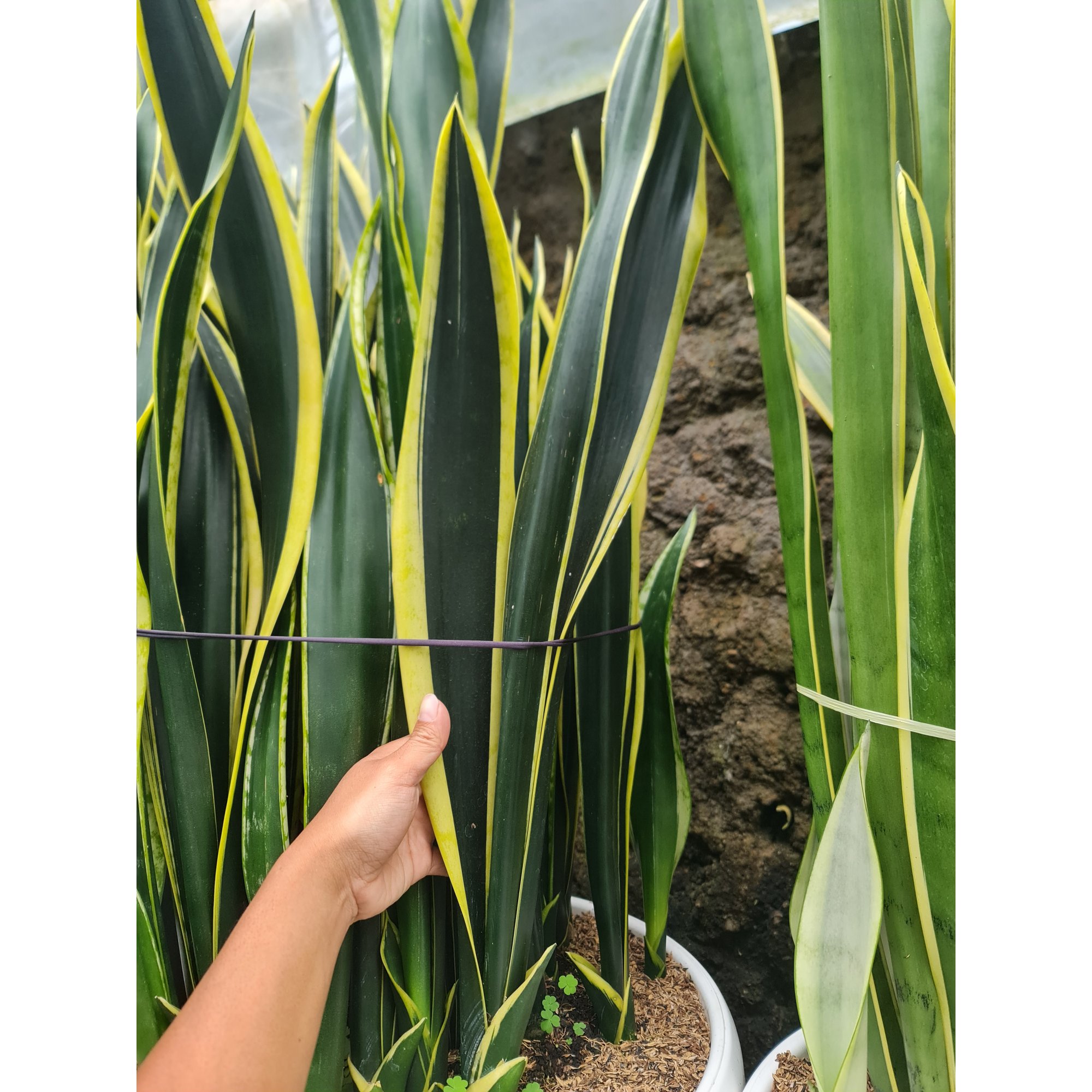 1567. Sansevieria Lourentii Compacta