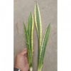 1656. Sansevieria Lourentii Daria Mutation Hybrid