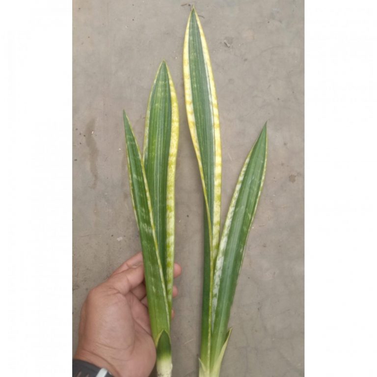 1656. Sansevieria Lourentii Daria Mutation Hybrid