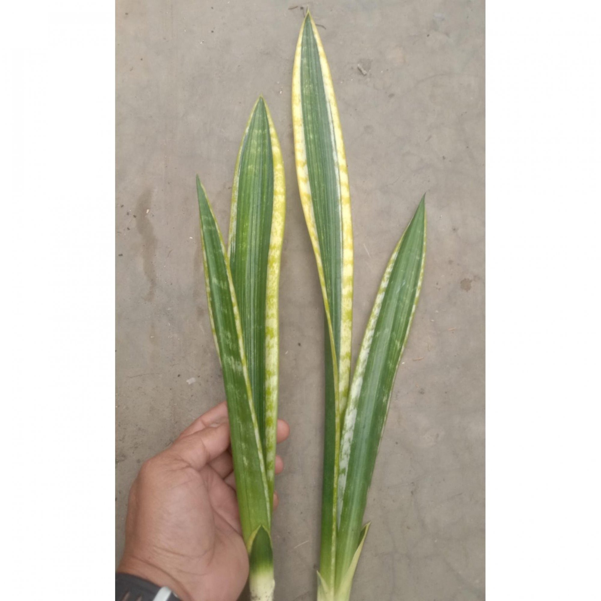 1656. Sansevieria Lourentii Daria Mutation Hybrid