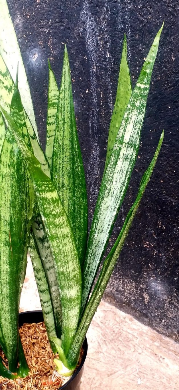 1656. Sansevieria Lourentii Daria Mutation Hybrid - Image 2