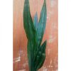 1648. Sansevieria Lourentii Dark Shadow