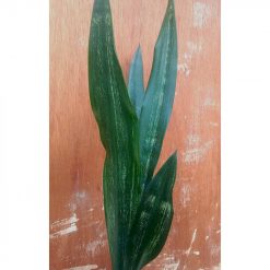 1648. Sansevieria Lourentii Dark Shadow