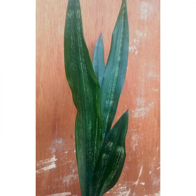 1648. Sansevieria Lourentii Dark Shadow