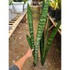 1561. Sansevieria Lourentii Greenbaret (mainlabling Mutation)