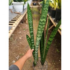 1561. Sansevieria Lourentii Greenbaret (mainlabling Mutation)