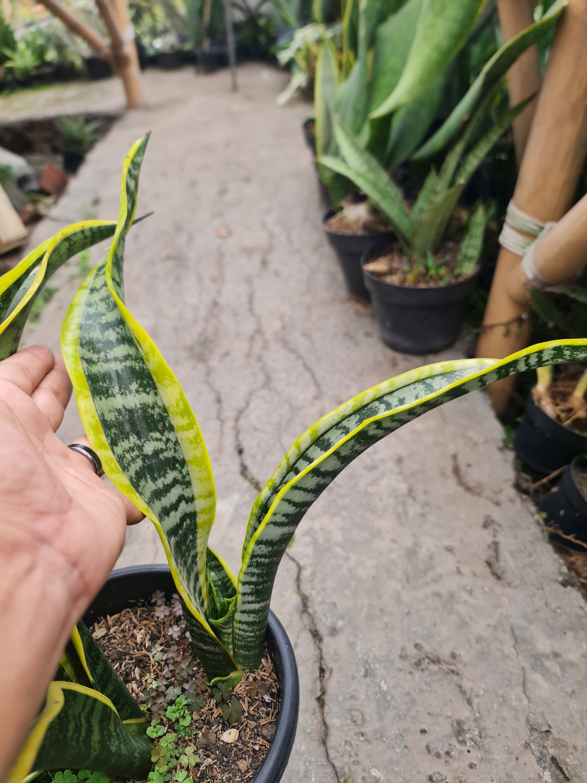 2189. Sansevieria Lourentii Hoya Mutation - Image 2