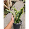 2189. Sansevieria Lourentii Hoya Mutation