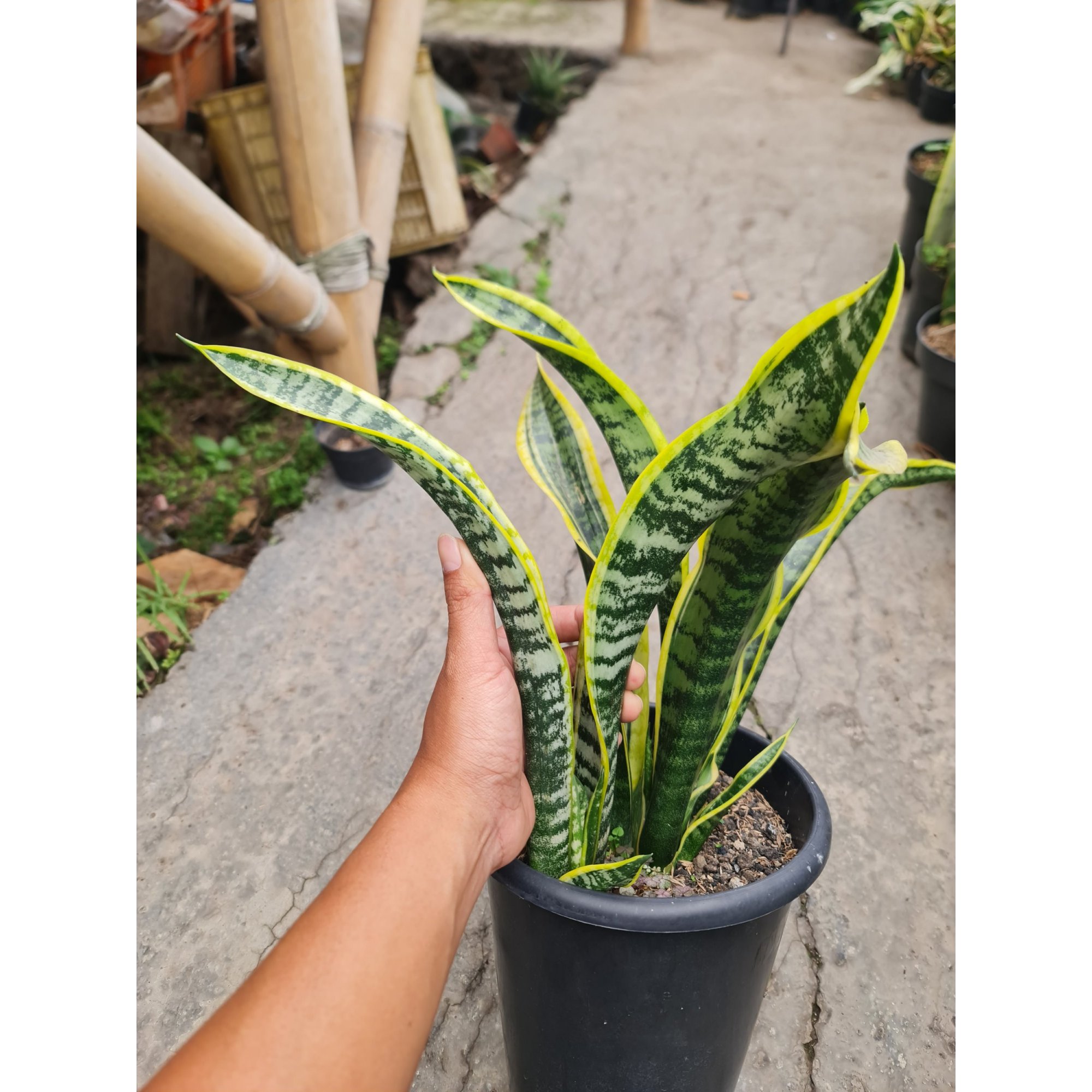 2189. Sansevieria Lourentii Hoya Mutation