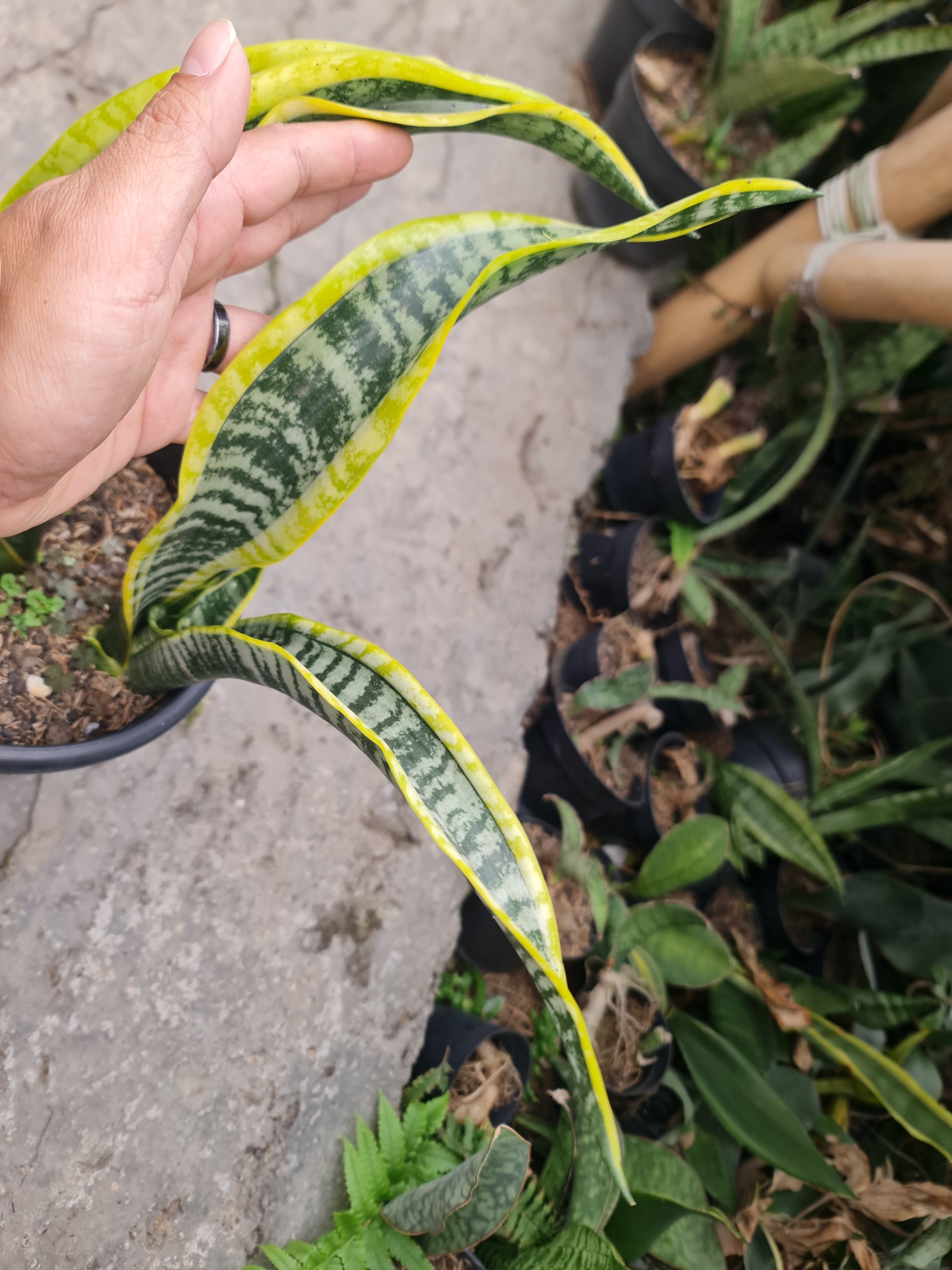 2189. Sansevieria Lourentii Hoya Mutation - Image 3