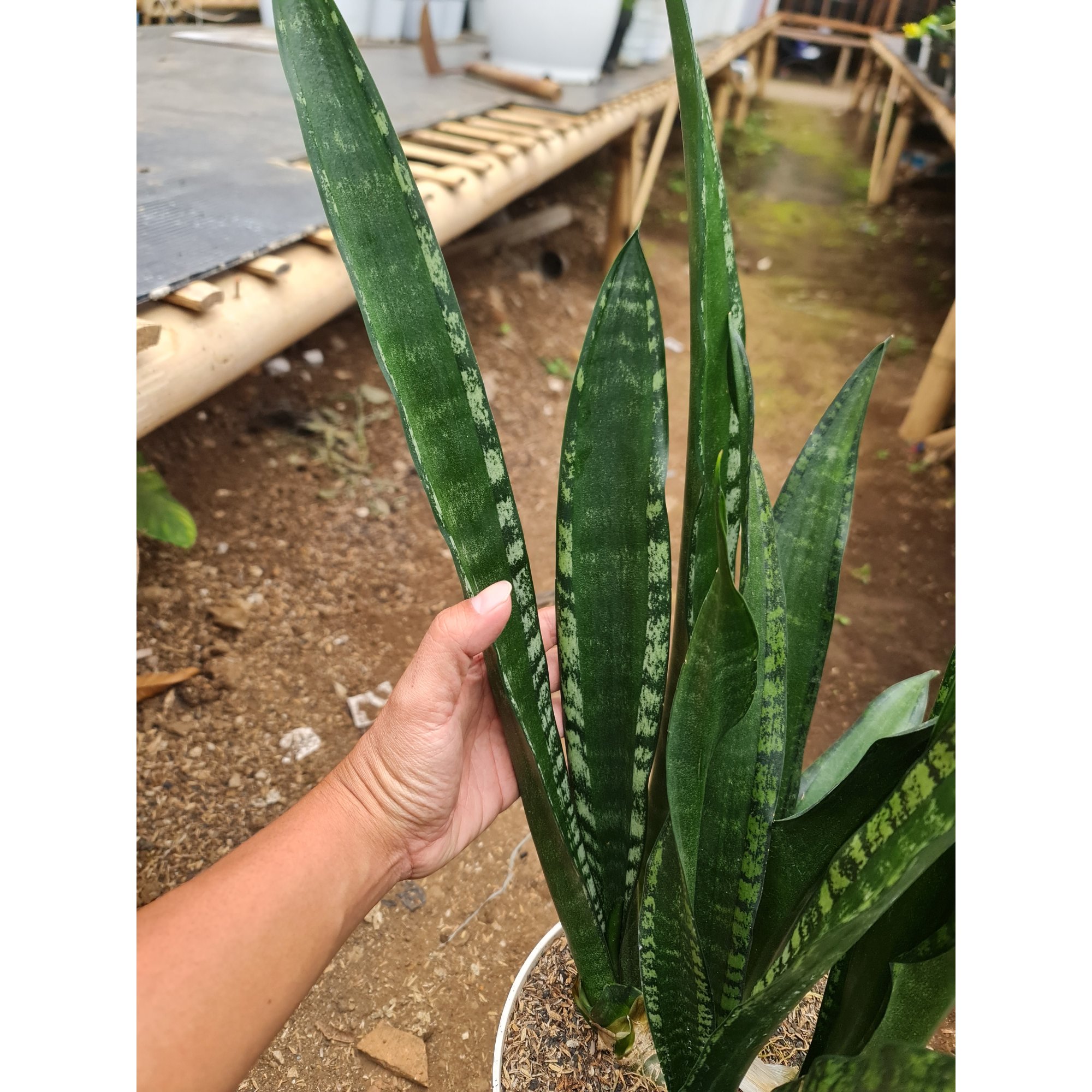 1563. Sansevieria Lourentii Mermaid