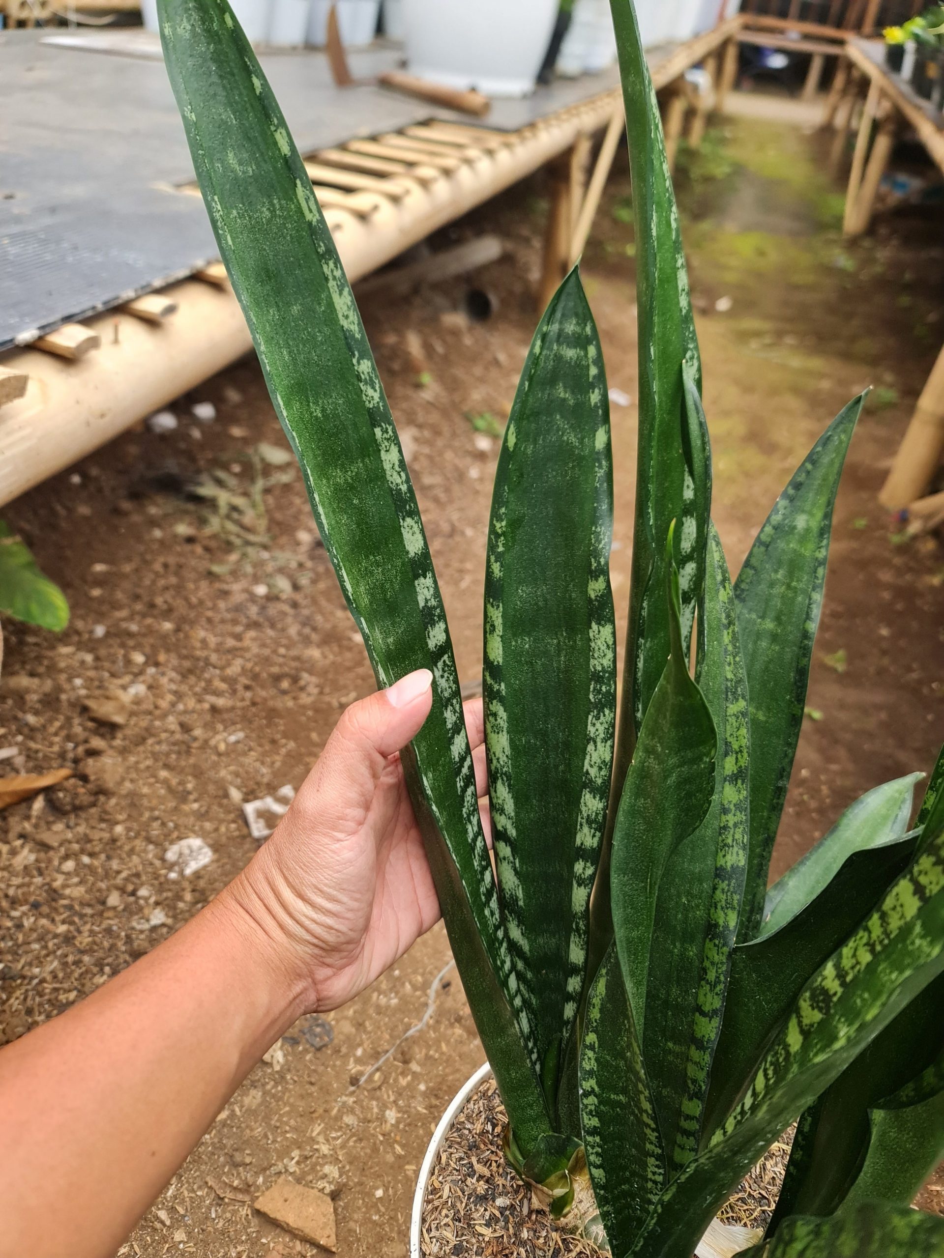 1563. Sansevieria Lourentii Mermaid - Image 2