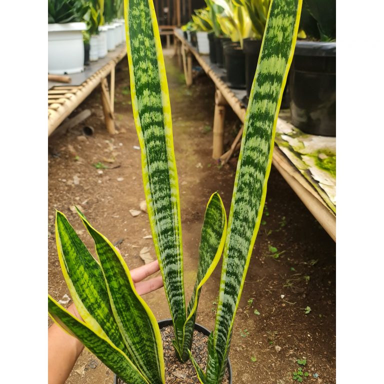 1566. Sansevieria Lourentii Strilated Variegated