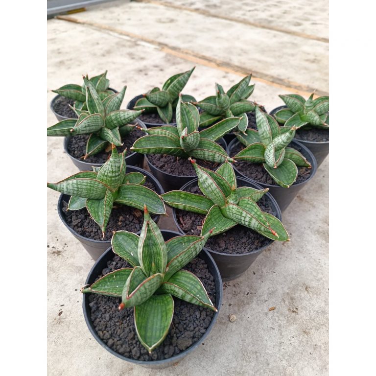 2022. Sansevieria Macho