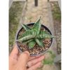 1569. Sansevieria Macho Hybrid