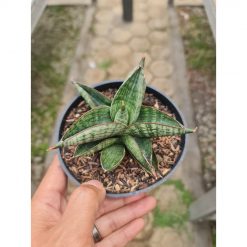 1569. Sansevieria Macho Hybrid