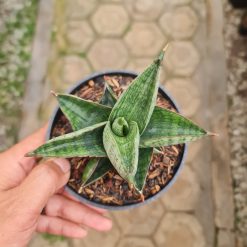 Alternative view of 2295. Sansevieria Macho Pot 12