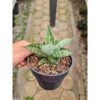 2295. Sansevieria Macho Pot 12