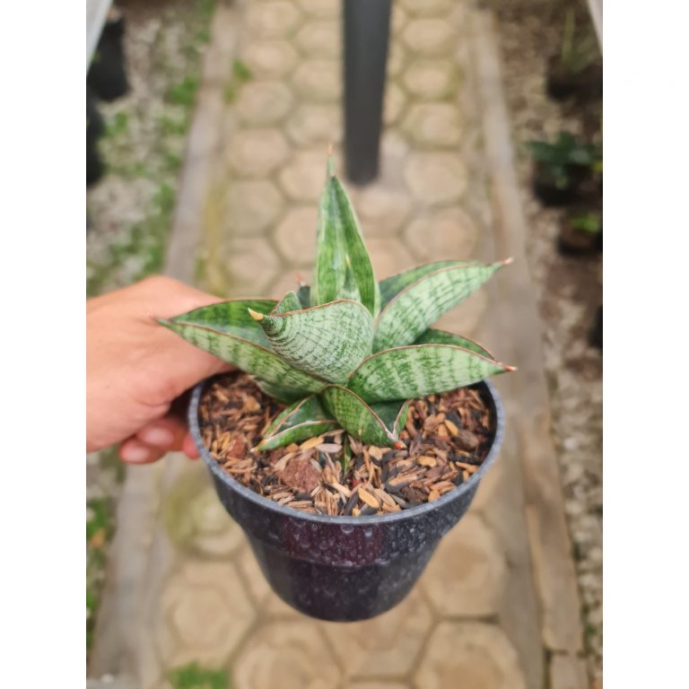 2295. Sansevieria Macho Pot 12