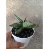 2082. Sansevieria Macho size 12 cm