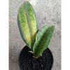2233. Sansevieria Machrophila Varigated