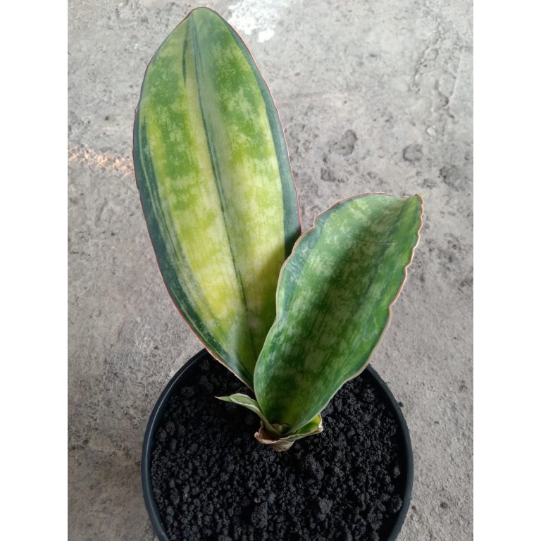 2233. Sansevieria Machrophila Varigated