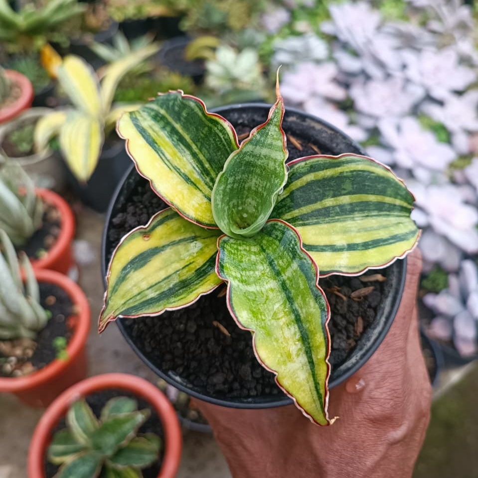 1680. Sansevieria Macrophylla Rossete Variegated