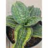 1287. Sansevieria Macrophylla Rossete Variegated