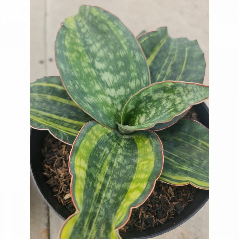1287. Sansevieria Macrophylla Rossete Variegated