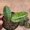 986. Sansevieria Macrophylla Variegated