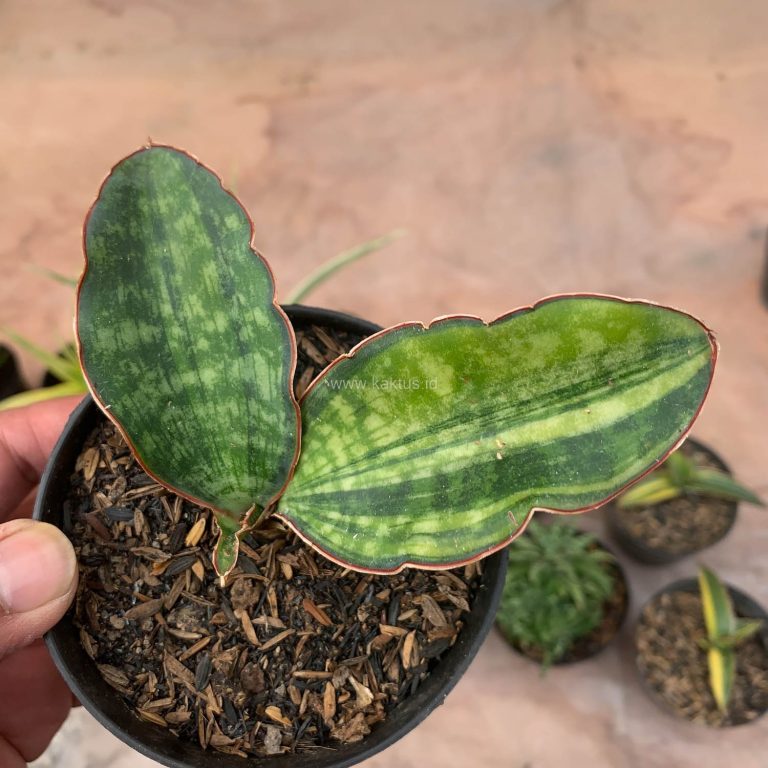 986. Sansevieria Macrophylla Variegated