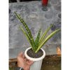 1757. Sansevieria Macropolo Variegated Big Size