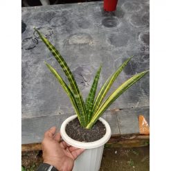 1757. Sansevieria Macropolo Variegated Big Size