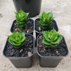 Alternative view of 1740. Sansevieria Maharani Hybrid